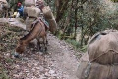 Nepal_2008_Annapurna-Sanctuary-10
